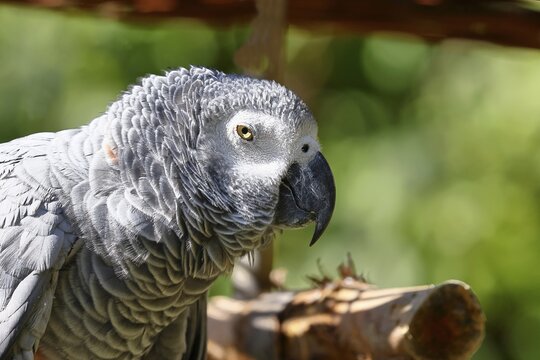 Grey parrot (Psittacus erithacus timneh), adult on tree, animal portrait, occurrence Central Africa and West Africa, captive, Hesse, Germany