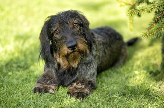 Rough-haired dachshund (Canis lupus familiaris) puppy, male, 3 years, animal portrait, lying in a meadow, Stuttgart, Baden-W&uuml;rttemberg, Germany