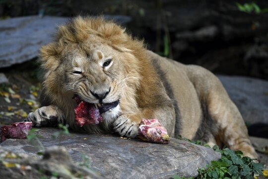 Asiatic Lion (Panthera leo persica), eats meat, feeds, captive