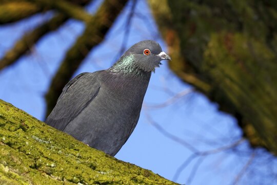 Domestic pigeon (Columba livia forma domestica)