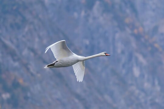 A mute swan (Cygnus olor) flies over a lake. In the background, a mountain forest can be seen in autumnal colors. Upper Austria