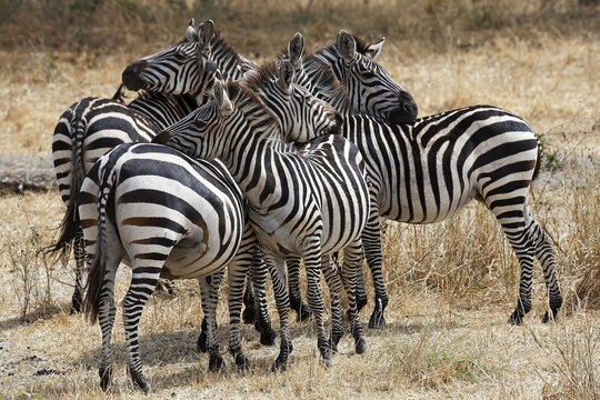 Zebra group (Equus quagga) grooming each other, Tarangire National Park, Tanzania