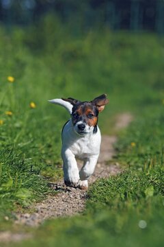 Young Jack Russell Terrier dog (Canis lupus familiaris), pup, male, 12 weeks, domestic dog
