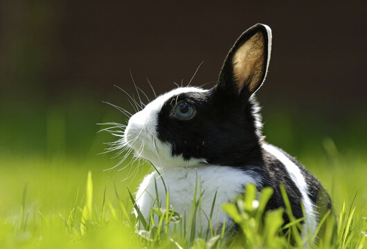 Dwarf Rabbit on a meadow