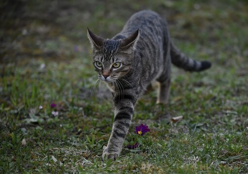 Domestic cat, tabby, kitten 6 months, runs over meadow, Germany