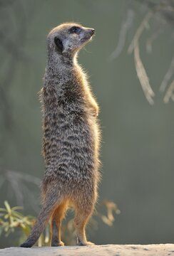 Meerkat (Suricata suricatta), captive, native to Africa, Stuttgart, Baden-W&uuml;rttemberg, Germany