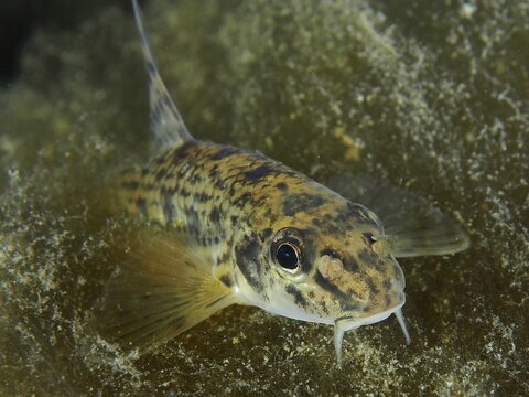 A gudgeon (Gobio gobio) with barbels moves over a structured substrate, Zollbr&uuml;cke dive site, Rheinau, Canton Zurich, Rhine, High Rhine, Switzerland, Germany