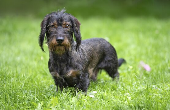 Rough-haired dachshund (Canis lupus familiaris) male, 4 years old, alert, on a meadow, Stuttgart, Baden-W&uuml;rttemberg, Germany