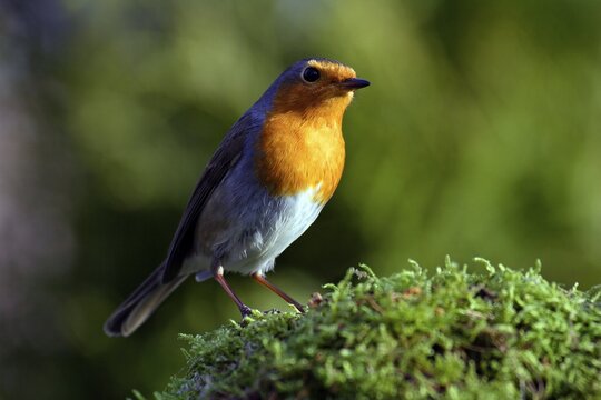 European Robin (Erithacus rubecula)