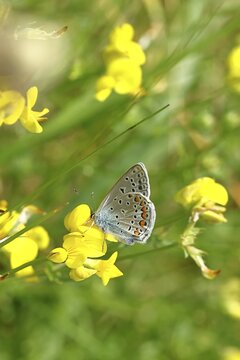 Ononis natrix blue (Polyommatus icarus), male sitting on the yellow flower of a Bird's-foot Trefoil (Lotus corniculatus), underside of wing, Wilnsdorf, North Rhine-Westphalia, Germany