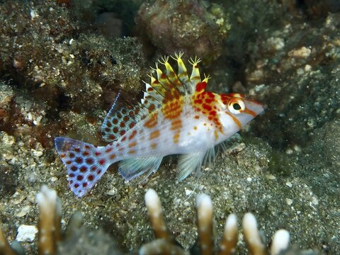 A colourful fish, Dwarf Hawkfish (Cirrhitichthys falco), resting on the seabed, dive site Twin Reef, Penyapangan, Bali, Indonesia