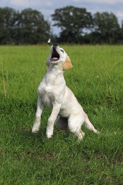 Golden Retriever (Canis lupus familiaris) puppy, three months, trying to catch a flying feather on a meadow