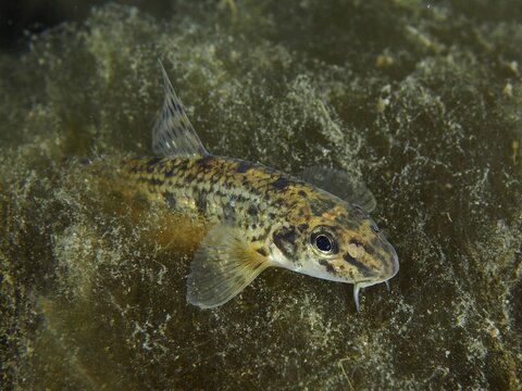 A gudgeon (Gobio gobio) moves over a structured substrate and shows its fins, dive site Zollbr&uuml;cke, Rheinau, Canton Zurich, Rhine, High Rhine, Switzerland, Germany