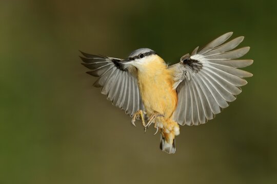 Eurasian nuthatch (Sitta europaea), flight recording, Siegerland, North Rhine-Westphalia, Germany