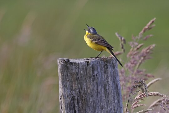Western yellow wagtail (Motacilla flava), male standing on a wooden post and singing, Schleswig-Holstein, Germany