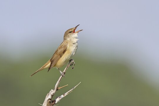 Great Reed Warbler (Acrocephalus arundinaceus) with open beak, singing, twittering, sitting on a twig, singing station, natural habitat, migratory bird, songbirds Lake Neusiedl, Burgenland, Austria