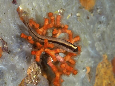 A small fish, long-striped hagfish (Parablennius rouxi), rests on a lively orange falsified coral (Myriapora truncata) in the Mediterranean near Hy&egrave;res, Giens Peninsula diving site, Porquerolles, Provence, C&ocirc;te d'Azur, France