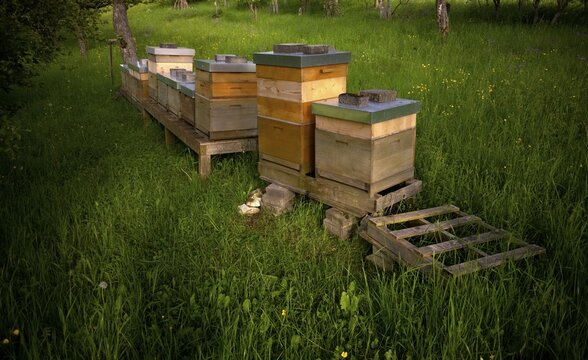 Beehives, meadow orchard, R&ouml;merstein, Swabian Alb biosphere reserve, Baden-W&uuml;rttemberg, Germany