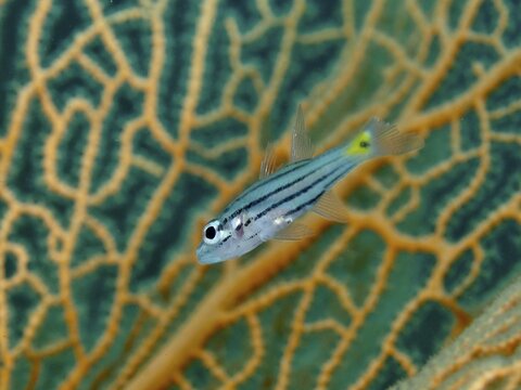 A striped fish, five-line cardinalfish (Cheilodipterus quinquelineatus) in front of giant fan coral (Annella mollis), dive site Gondol Bay, Gondol, Bali, Indonesia