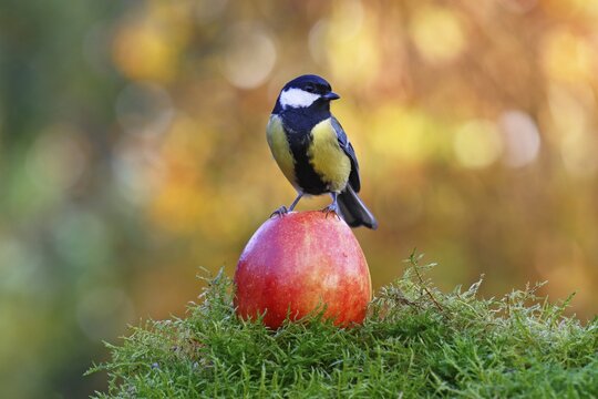 Great tit (Parus major) standing on an apple, Schleswig-Holstein, Germany