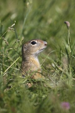 European ground squirrel or European souslik (Spermophilus citellus) looking out of its earthworks in a meadow, Balaton Uplands National Park,  Balaton-felvid&eacute;ki Nemzeti Park, Lake Balaton, Hungary