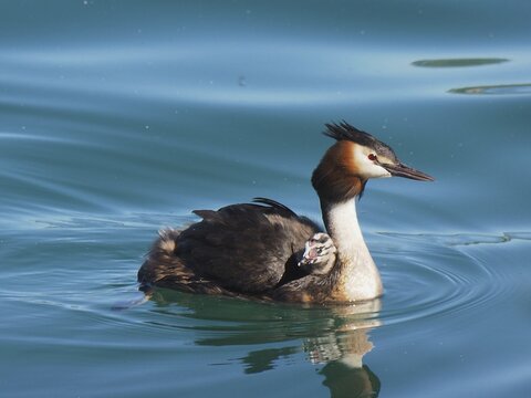 Great Crested Grebe (Podiceps scalloped ribbonfish) at sea with chicks on its back. Shetland, Shetland Islands, Scotland, Great Britain