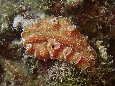 An orange-coloured, wavy sea creature, golden flatworm (Yungia aurantiaca), rests on the seaweed in the sea. Dive site Marine reserve Cap de Creus, Rosas, Costa Brava, Spain, Mediterranean Sea