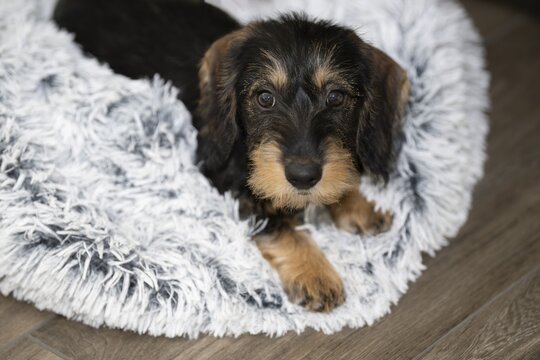 Rough-haired dachshund, female, puppy, 12 weeks, lying on fur, Stuttgart, Baden-W&uuml;rttemberg, Germany