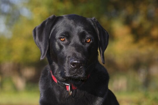 Black Labrador Retriever (Canis lupus familiaris), male, portrait, Germany