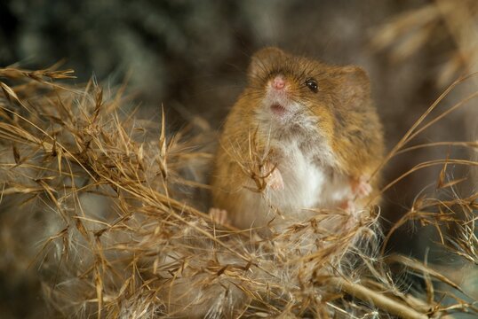 Harvest Mouse, Micromys Minutus, Rodents, Rodentia, Dwarf Mouse, Mammals, Muroids, Rodents, Mammals