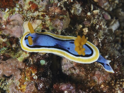Bright nudibranch with yellow and black stripes, Elisabeth's Chromodoris (Chromodoris elisabethina), on coral reef. Dive site SD, Nusa Ceningan, Nusa Penida, Bali, Indonesia