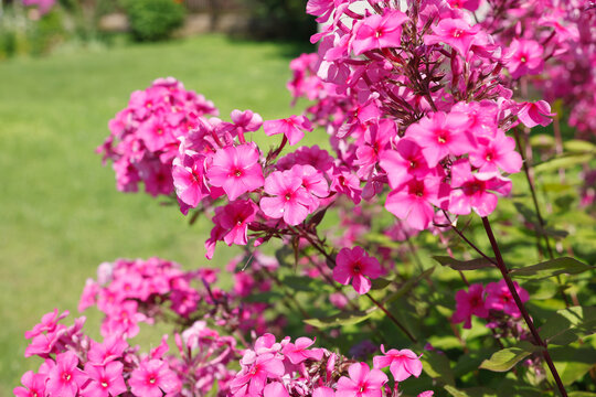 Vibrant pink phlox paniculata flowers blooming in sunny garden. Beautiful summer blossoms growing on lush green bush background in bright light. Elegant botanical floral details.