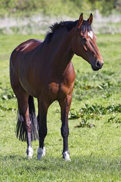 Brown horse domestic horse (Equus caballus) standing in the pasture, riding horse, Schleswig-Holstein, Germany