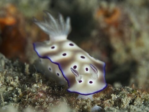 White nudibranch with purple spots, magnificent star snail (Hypselodoris tryoni), on a coral reef, dive site Gondol Reef, Gondol, Bali, Indonesia