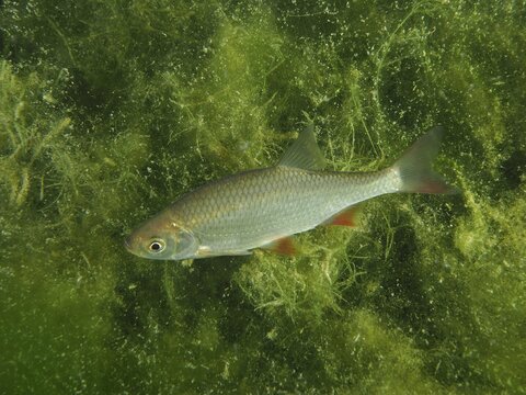 A rudd (Scardinius erythrophthalmus), redfin, roach, roach, roach, roach lead, surrounded by green algae in the water, dive site Wildsau, Berlingen, Lake Constance, Switzerland, Germany