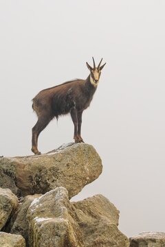 An adult male chamois (Rupicapra rupicapra) stands on a rock in dense fog at sunrise, illuminated by a weak, solitary ray of sunlight