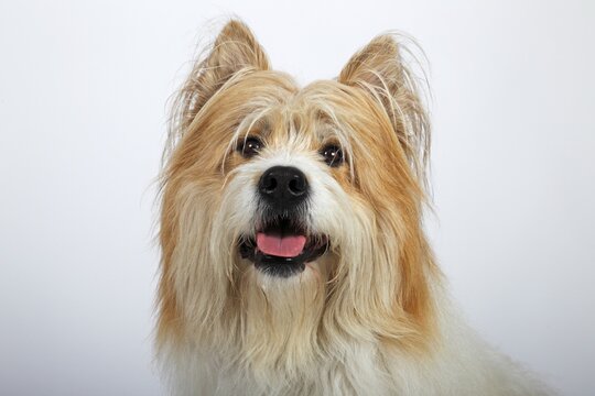 Elo or Great Elo breed of dog, male, portrait, Germany