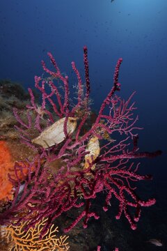 Egg capsule of nursehound (Scyliorhinus stellaris) on violescent sea-whip (Paramuricea clavata) with closed polyps in the Mediterranean Sea near Hy&egrave;res. Dive site Giens Peninsula, Provence Alpes C&ocirc;te d'Azur, France