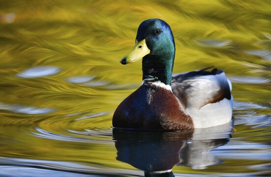 Mallard (Anas platyrhynchos), drake swimming in water, Baden-W&uuml;rttemberg, Germany
