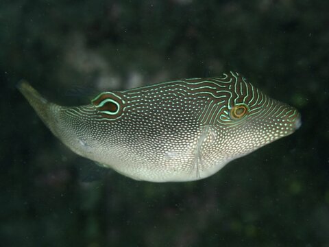 A fish with a conspicuous line and dot pattern, eye-spotted pufferfish (Canthigaster solandri), in dark water, dive site Twin Reef, Penyapangan, Bali, Indonesia
