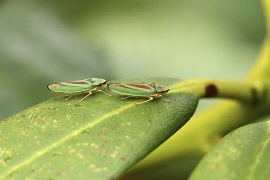 Rhododendron cicadas (Graphocephala fennahi) sitting on a leaf of a rhododendron (Rhododendron), pair of animals, close-up, Wilden, North Rhine-Westphalia, Germany