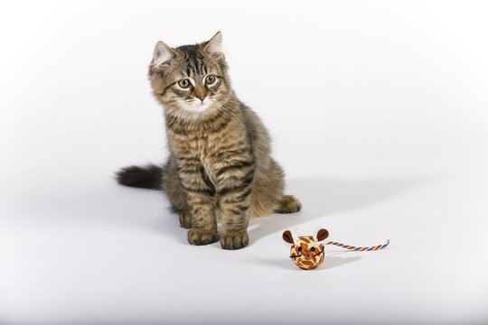 Maine Coon cat (Felis silvestris catus), young animal with toy mouse, Germany