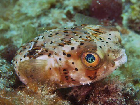 Long-spine porcupinefish (Diodon holocanthus), Nursery dive site, Pompano Beach, Florida, USA, North America