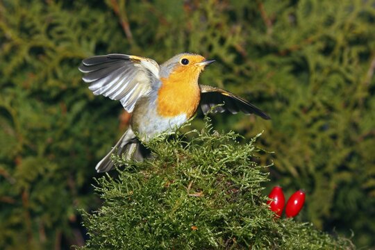 European Robin (Erithacus rubecula)