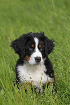 Bernese Mountain Dog (Canis lupus familiaris), puppy, portrait