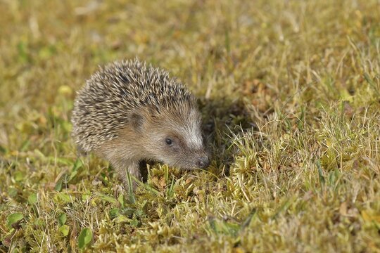 European hedgehog (erinaceus europaeus), juvenile, foraging on the lawn in a garden, Wildlife, Wilnsdorf, North Rhine-Westphalia, Germany