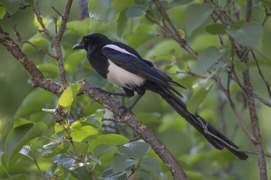 Magpie (Pica pica) sitting on a branch, Stuttgart, Baden-W&uuml;rttemberg, Germany