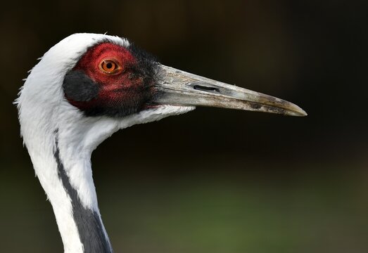 White-naped crane (Grus vipio), animal portrait, captive, Germany