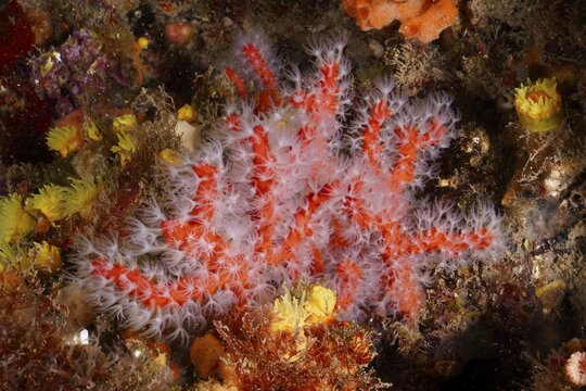 Red coral (Corallium rubrum) with white polyps on the seabed. Dive site Marine reserve Cap de Creus, Rosas, Costa Brava, Spain, Mediterranean Sea