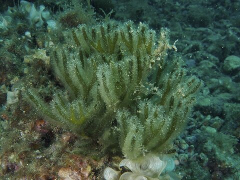 Green fork algae (Codium vermilara), algae, grow close together on the seabed. Dive site Muzil, Stoja, Pula, Croatia, Mediterranean Sea